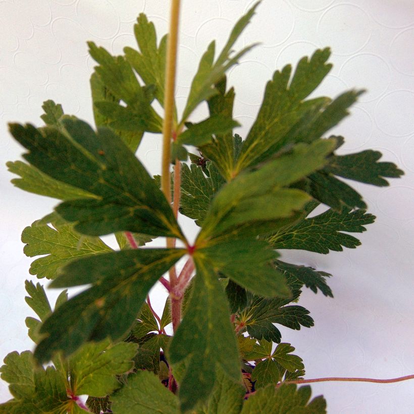 Anemone sylvestris - Anemone silvestre (Foliage)