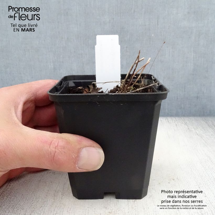 Anemone rivularis Vasetto da 8/9 cm esemplare consegnato in primavera