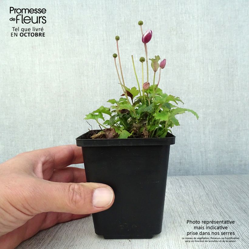 Esemplare di Anemone hupehensis Alando Rose - Anemone giapponese Vasetto da 8/9 cm come consegnato in autunno