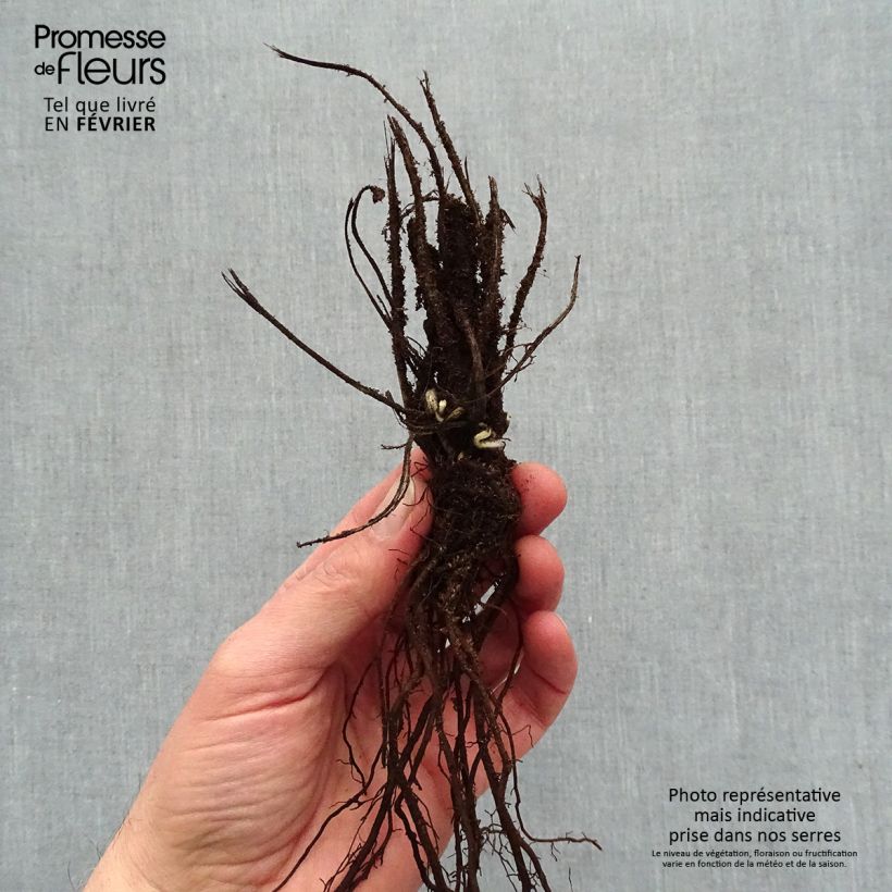 Example of Anemone hupehensis Crispa - Anemone giapponese Piante piccole a radice nuda as you get in hiver