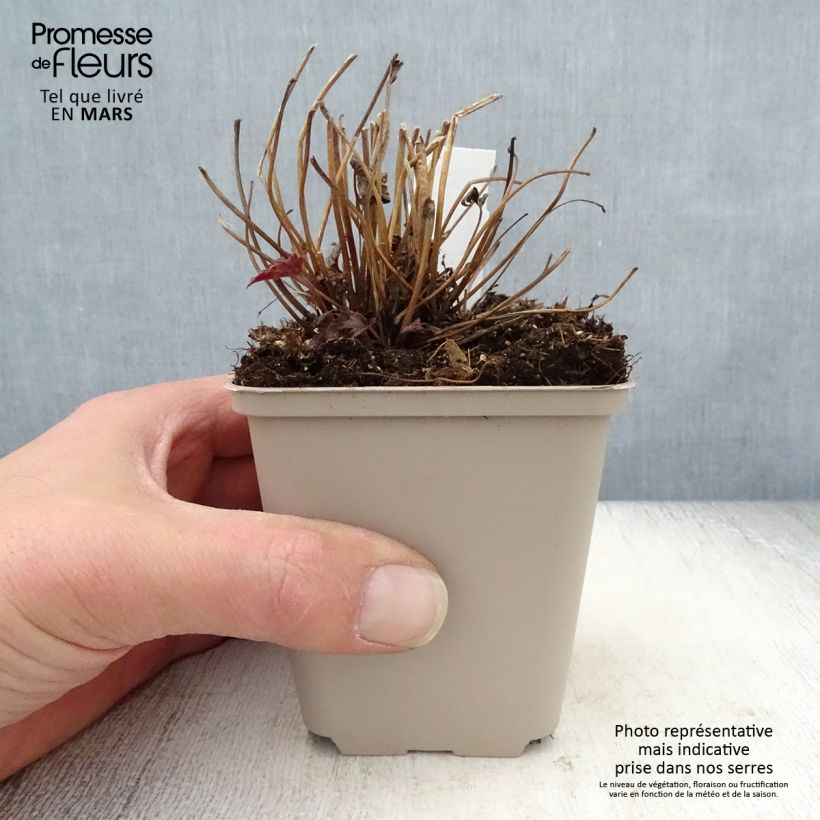 Anemone Fantasy Cinderella - Anemone giapponese Vasetto da 8/9 cm esemplare consegnato in primavera