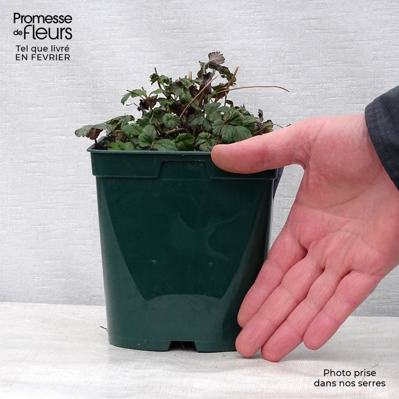 Anemone Fantasy Cinderella - Anemone giapponese Vaso da 2L/3L esemplare consegnato in inverno