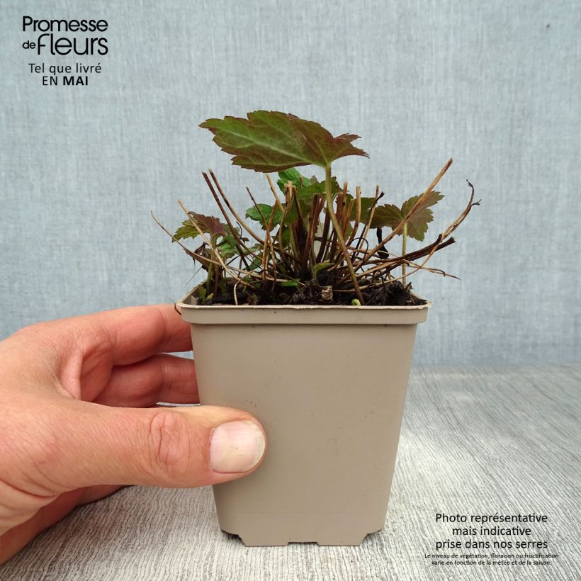 Anemone Fantasy Jasmine - Anemone giapponese Vasetto da 8/9 cm esemplare consegnato in primavera