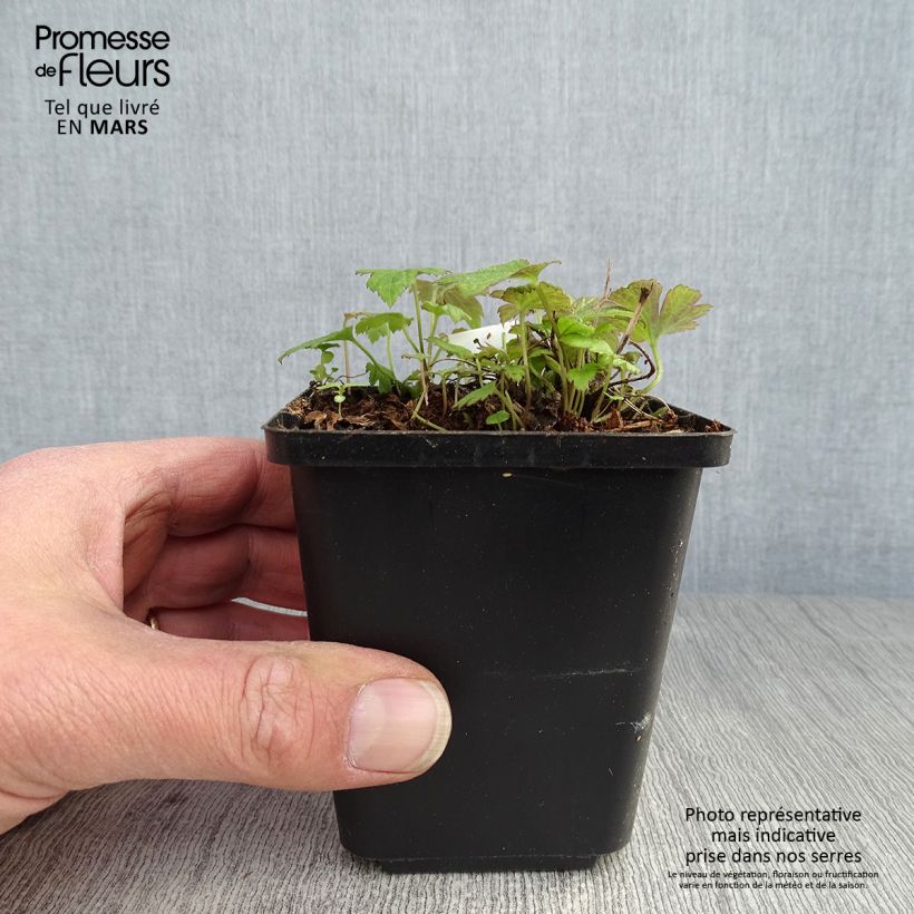 Example of Anemone hupehensis Fantasy Pocahontas - Anemone giapponese Vasetto da 8/9 cm as you get in printemps