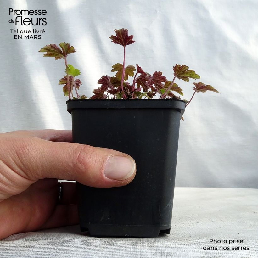 Anemone Little Summer Breeze - Anemone giapponese Vasetto da 8/9 cm esemplare consegnato in primavera