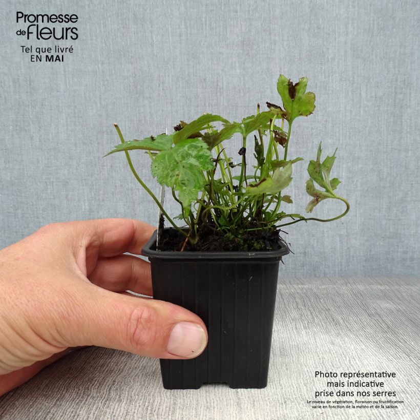 Example of Anemone hupehensis Prinz Heinrich - Anemone giapponese Vasetto da 8/9 cm as you get in printemps