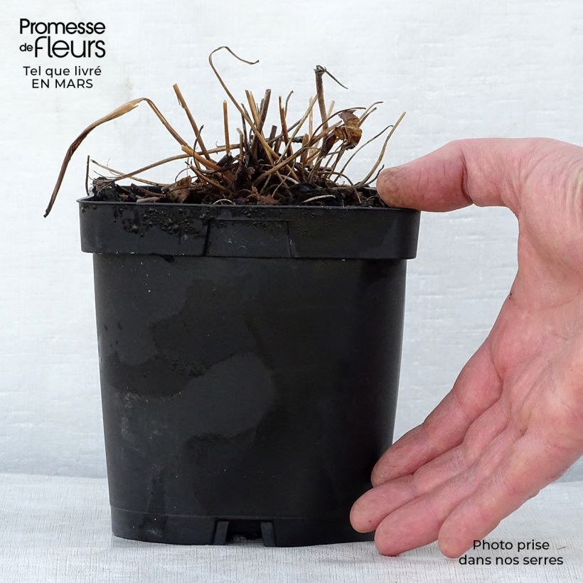 Example of Anemone hupehensis Prinz Heinrich - Anemone giapponese Vaso da 2L/3L as you get in printemps