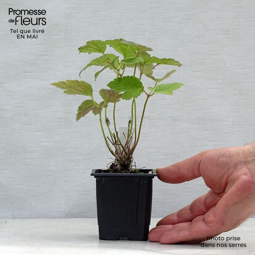 Example of Anemone tomentosa Robustissima Vasetto da 8/9 cm as you get in printemps