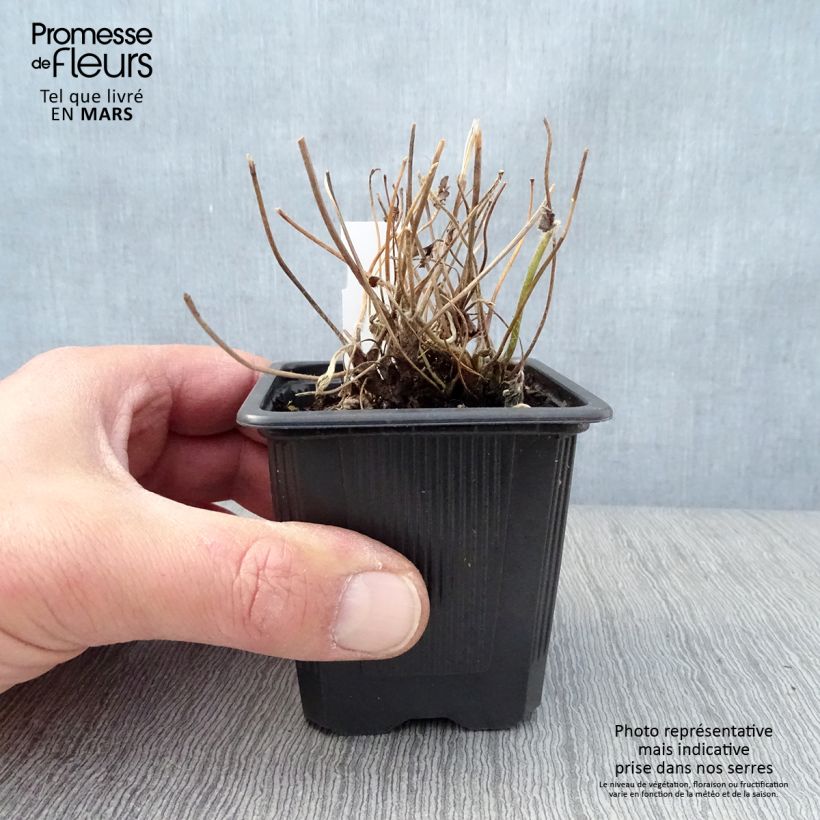 Example of Anemone Rubra Plena - Anemone giapponese Vasetto da 8/9 cm as you get in printemps