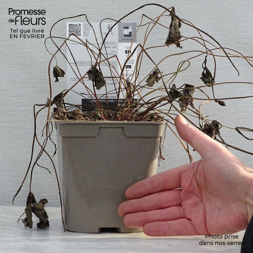 Example of Anemone Wild Swan - Anemone giapponese Vaso da 2L/3L as you get in hiver