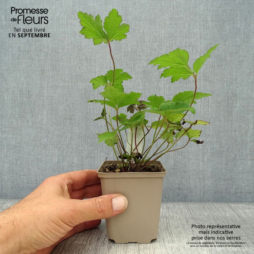 Esemplare di Anemone tomentosa Septemberglanz Vasetto da 8/9 cm come consegnato in autunno