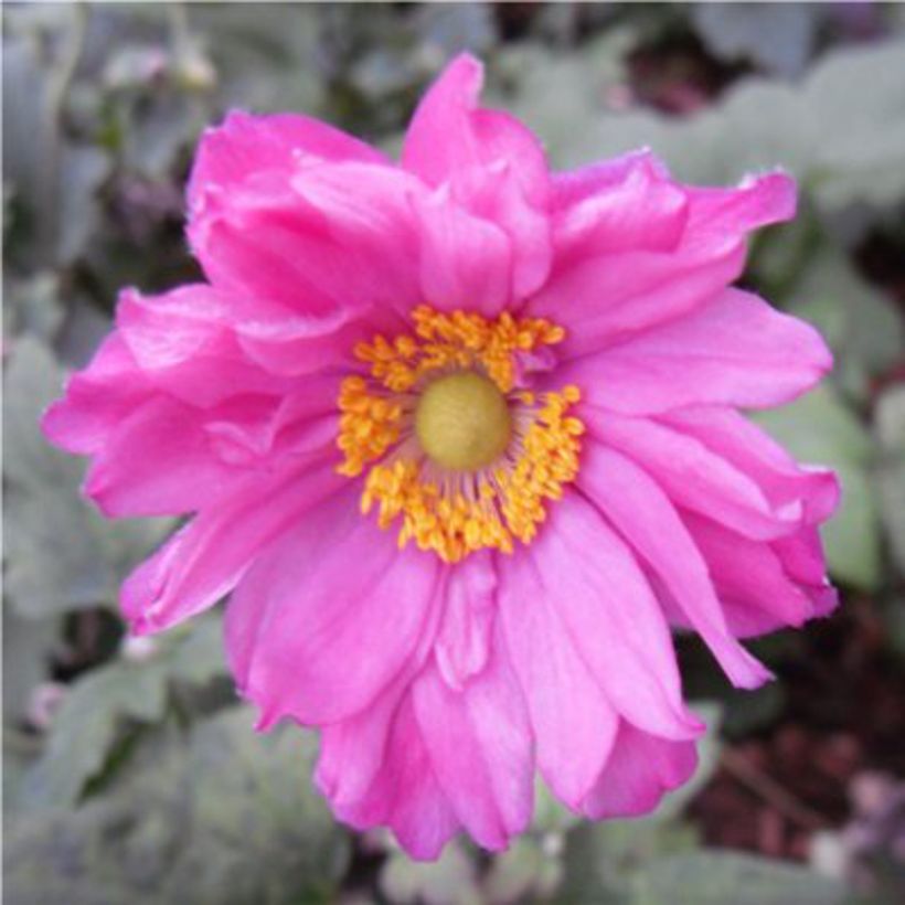 Anemone hupehensis Prinz Heinrich - Anemone giapponese (Flowering)