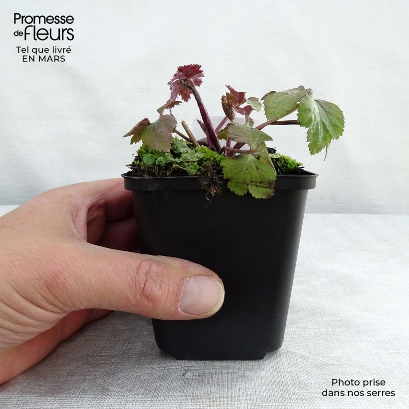 Example of Anemone Dainty Swan - Anemone giapponese Vasetto da 8/9 cm as you get in printemps