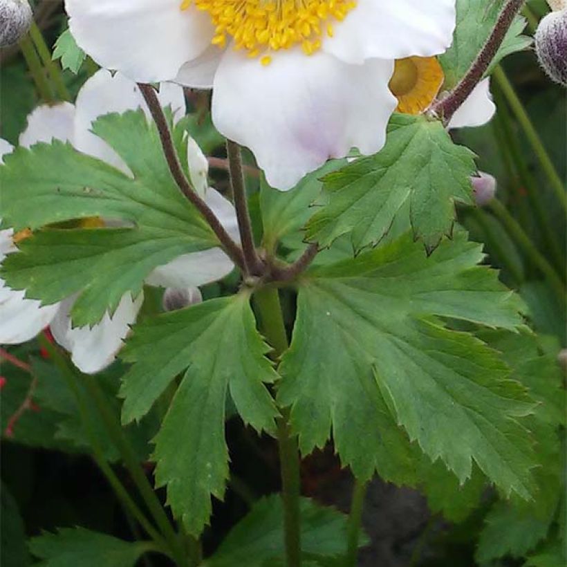 Anemone Elfin Swan - Anemone giapponese (Foliage)