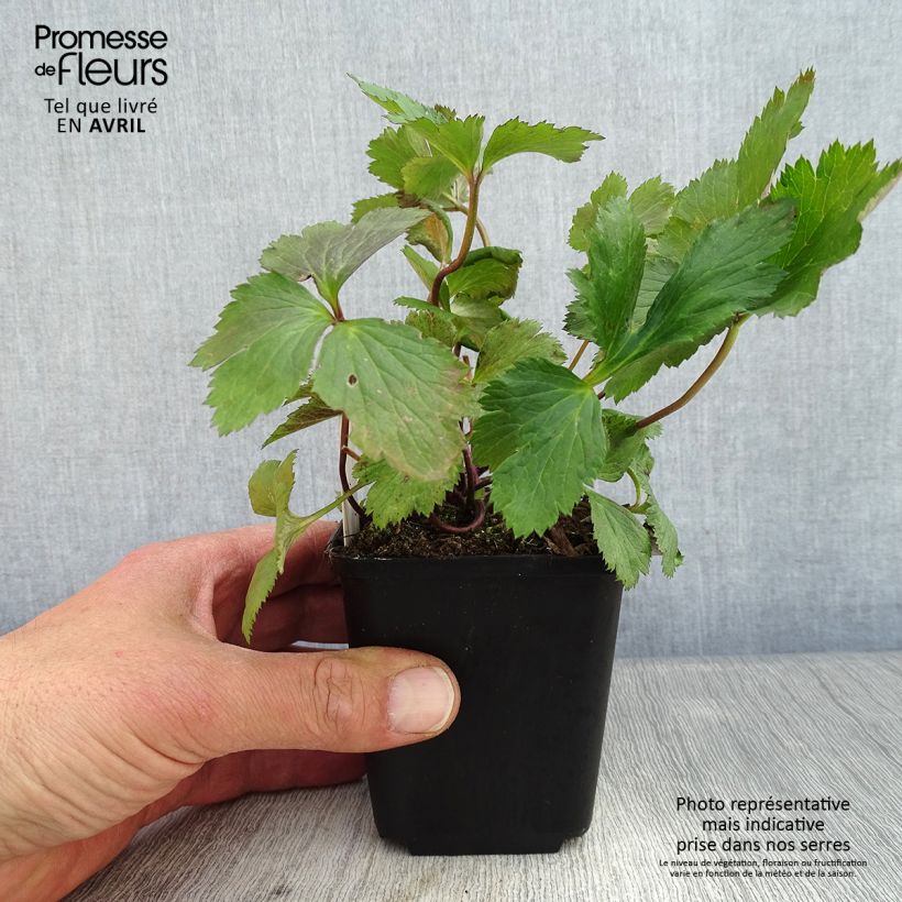 Example of Anemone Elfin Swan - Anemone giapponese Vasetto da 8/9 cm as you get in printemps