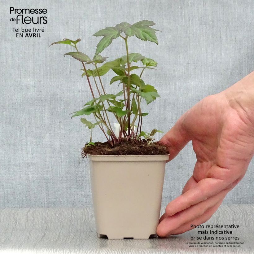 Anemone hupehensis Snow Angels - Anemone giapponese Vasetto da 8/9 cm esemplare consegnato in primavera