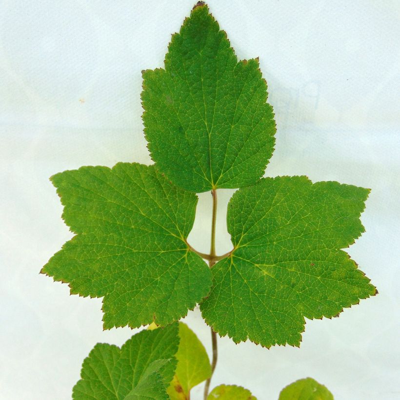 Anemone Andrea Atkinson - Anemone giapponese (Foliage)