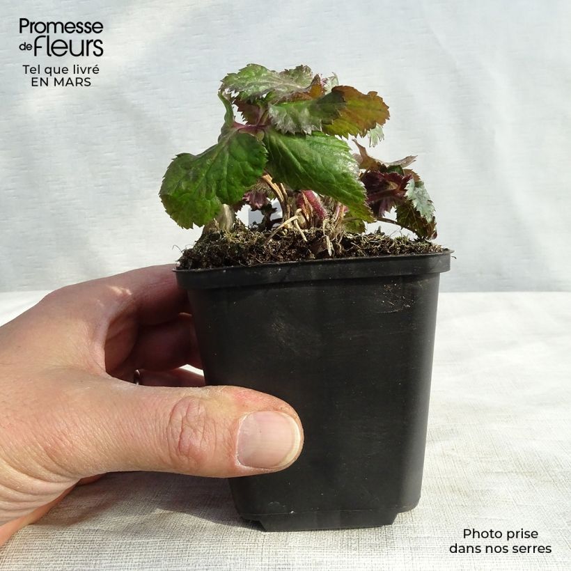 Anemone Dreaming Swan - Anemone giapponese Vasetto da 8/9 cm esemplare consegnato in primavera