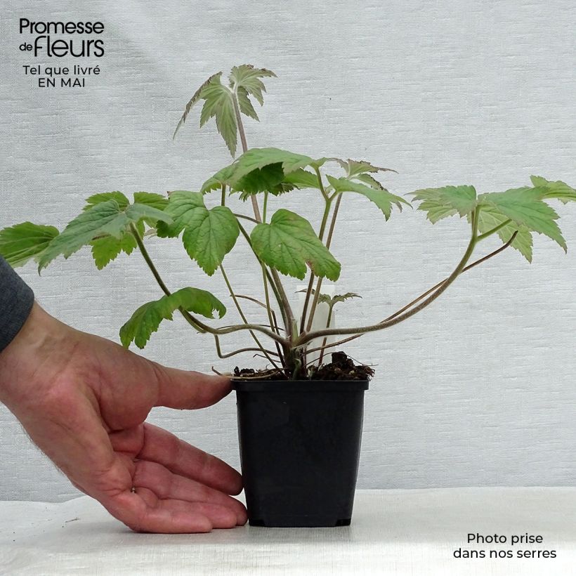 Example of Anemone Hadspen Abundance - Anemone giapponese Vasetto da 8/9 cm as you get in printemps