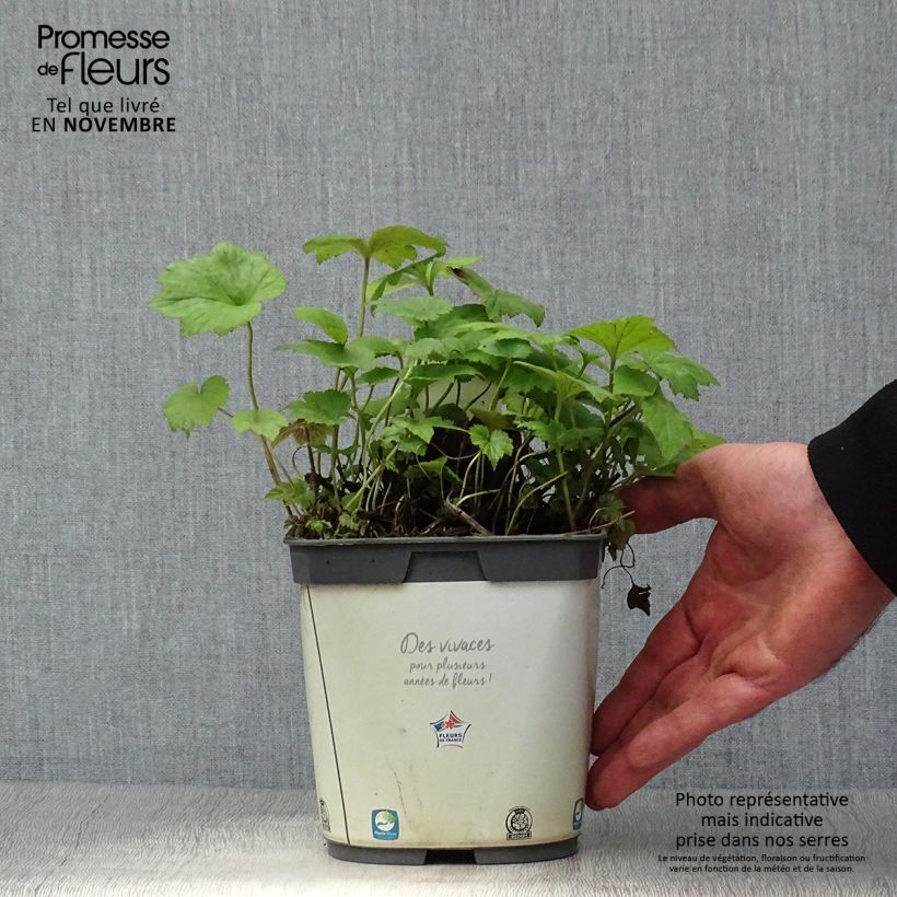 Esemplare di Anemone Honorine Jobert - Anemone giapponese Vaso da 2L/3L come consegnato in autunno