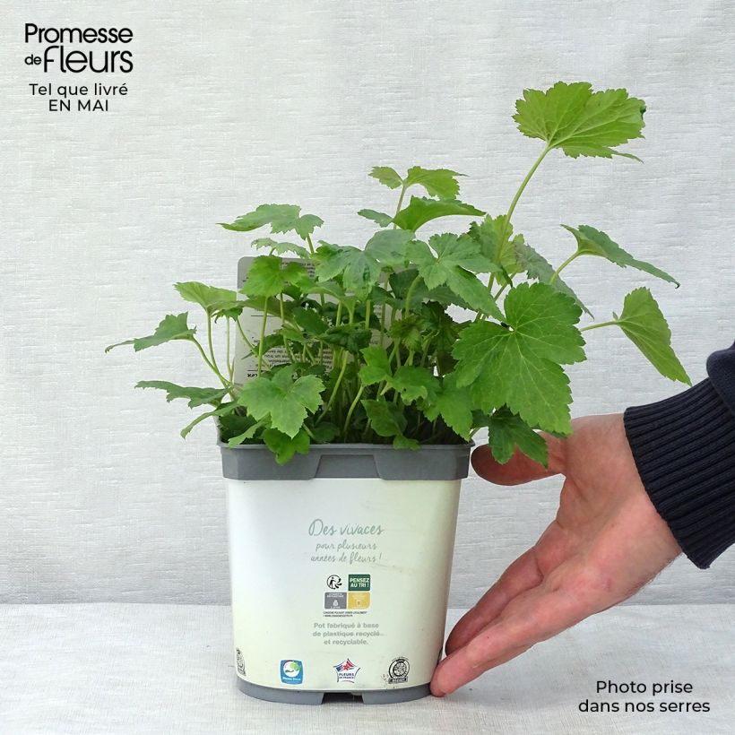 Example of Anemone Honorine Jobert - Anemone giapponese Vaso da 2L/3L as you get in printemps