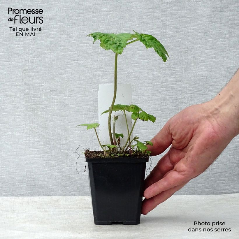 Example of Anemone Honorine Jobert - Anemone giapponese Vasetto da 8/9 cm as you get in printemps