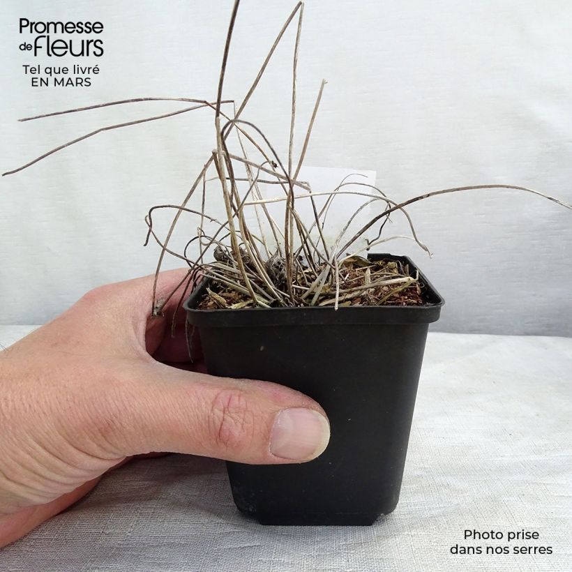 Anemone Margarete - Anemone giapponese Vasetto da 8/9 cm esemplare consegnato in primavera