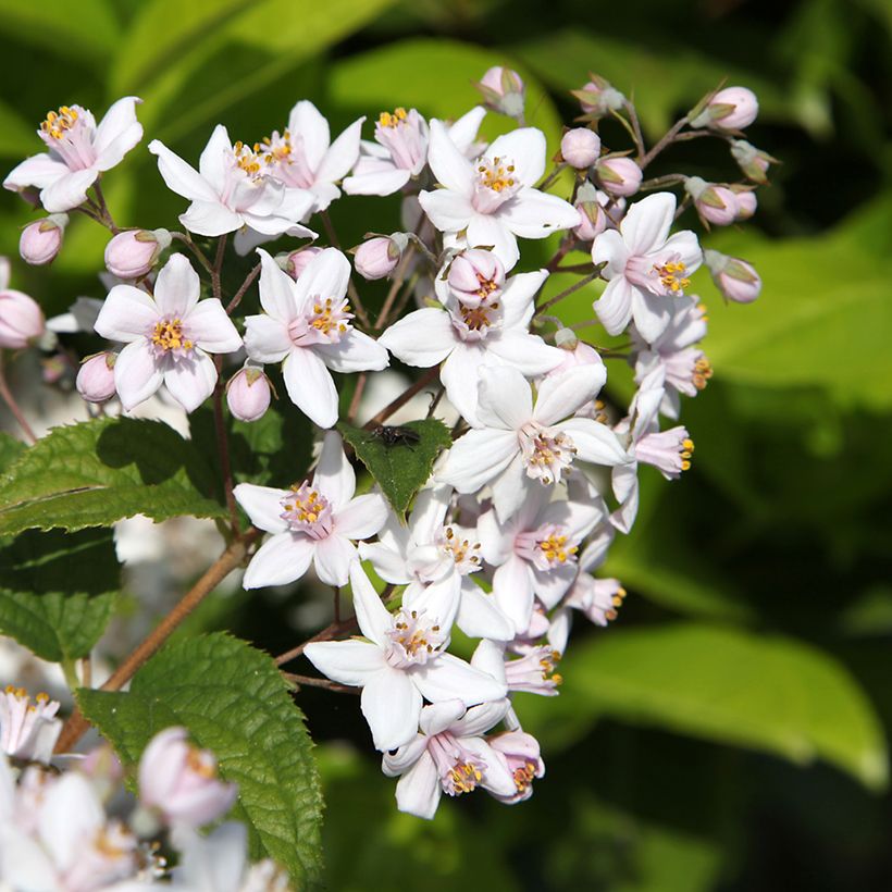 Deutzia Mont Rose (Flowering)