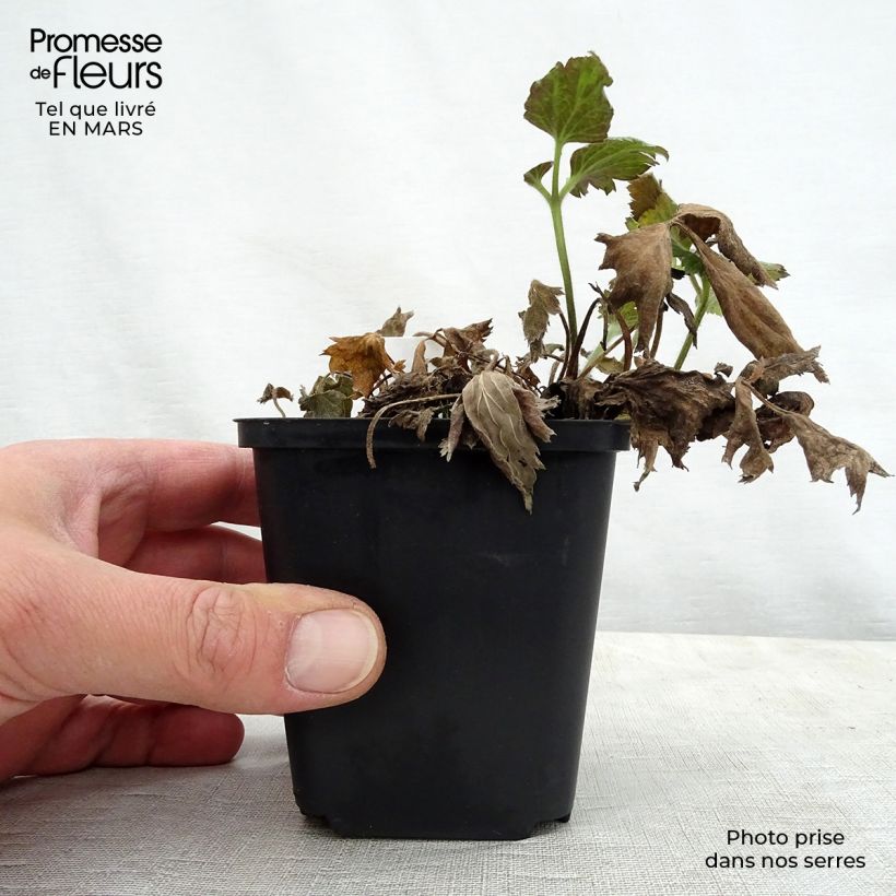 Example of Anemone Pretty Lady Susan - Anemone giapponese Vasetto da 8/9 cm as you get in printemps