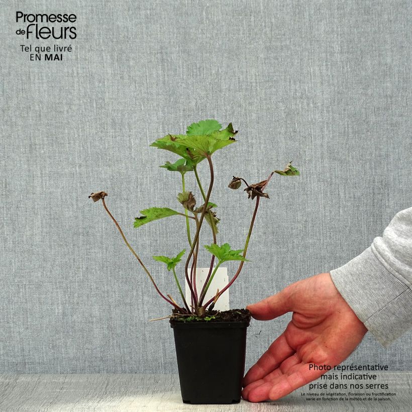 Example of Anemone Regal Swan - Anemone giapponese Vasetto da 8/9 cm as you get in printemps