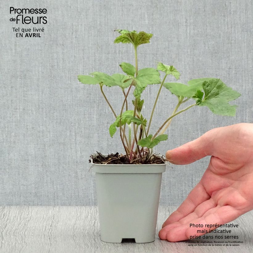 Anemone Richard Ahrens - Anemone giapponese Vasetto da 8/9 cm esemplare consegnato in primavera