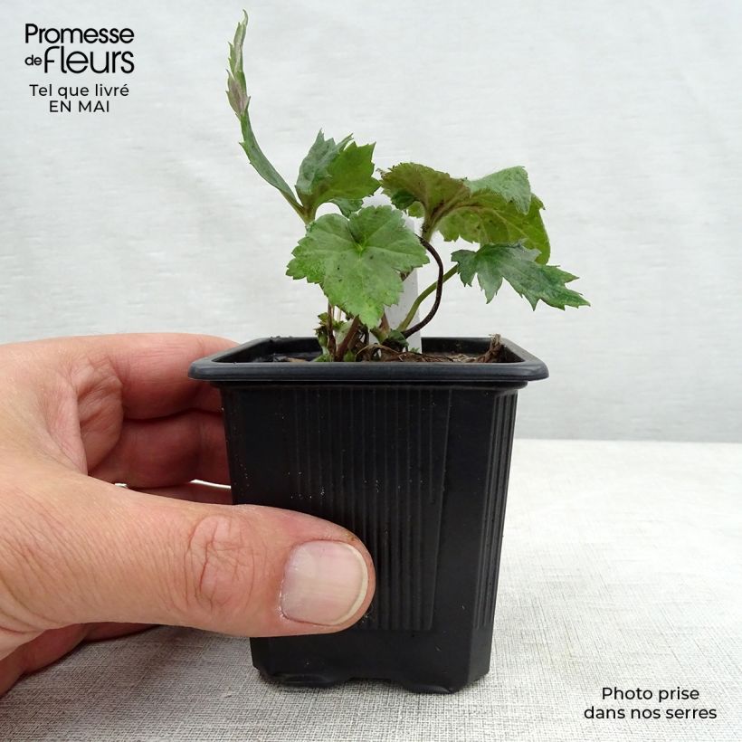 Anemone hupehensis September Charm - Anemone giapponese Vasetto da 8/9 cm esemplare consegnato in primavera