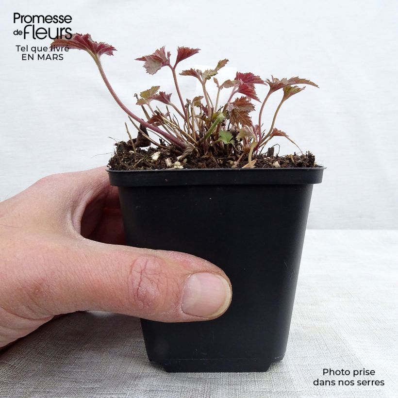 Example of Anemone hupehensis Splendens - Anemone giapponese Vasetto da 8/9 cm as you get in printemps