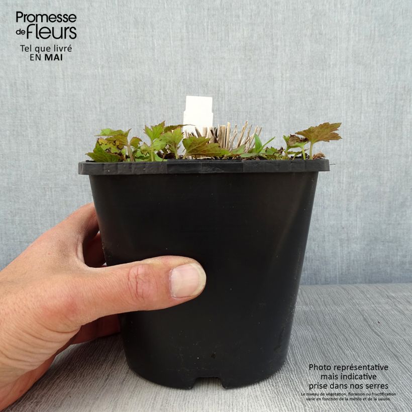 Anemone hupehensis Splendens - Anemone giapponese Vaso da 2L/3L esemplare consegnato in primavera