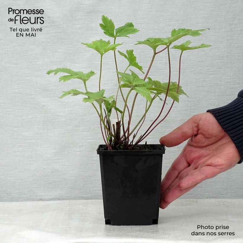 Example of Anemone Wild Swan - Anemone giapponese Vasetto da 8/9 cm as you get in printemps