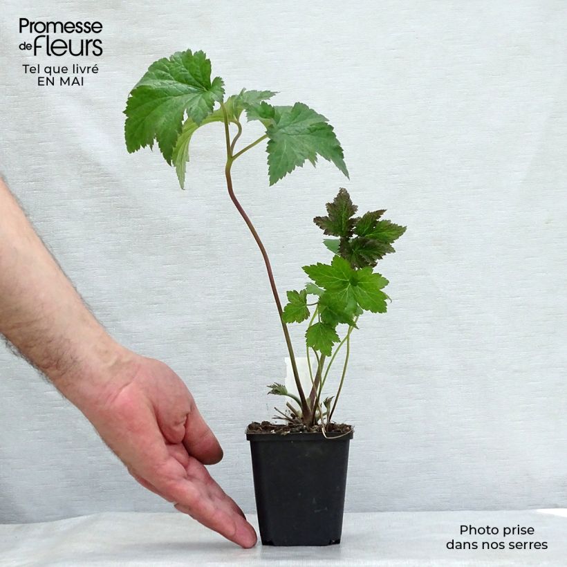 Anemone Serenade - Anemone giapponese Vasetto da 8/9 cm esemplare consegnato in primavera