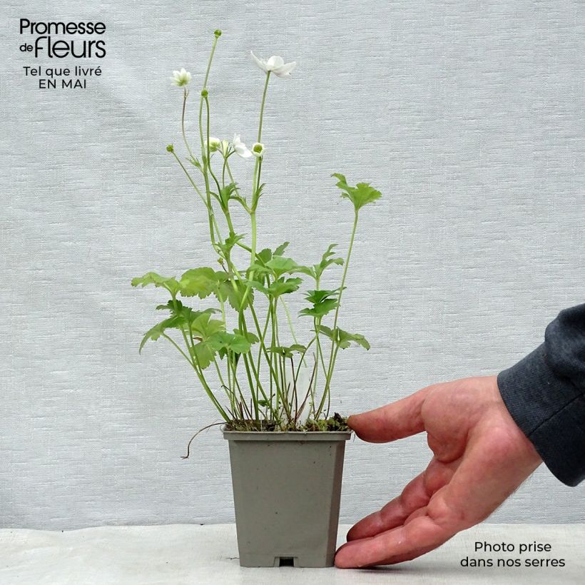 Example of Anemone leveillei Vasetto da 8/9 cm as you get in printemps