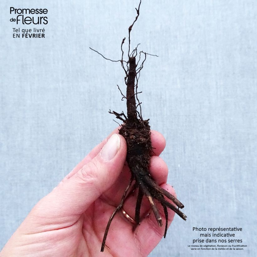 Example of Anemone leveillei Piante piccole a radice nuda as you get in hiver