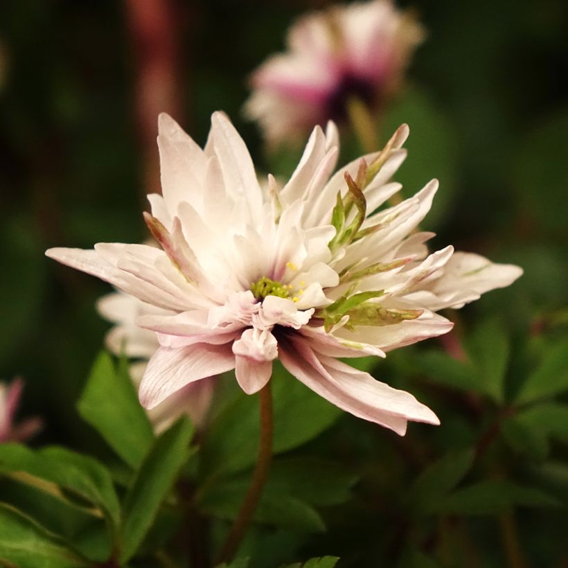 Anemone nemorosa Blue Eyes (Fioritura)