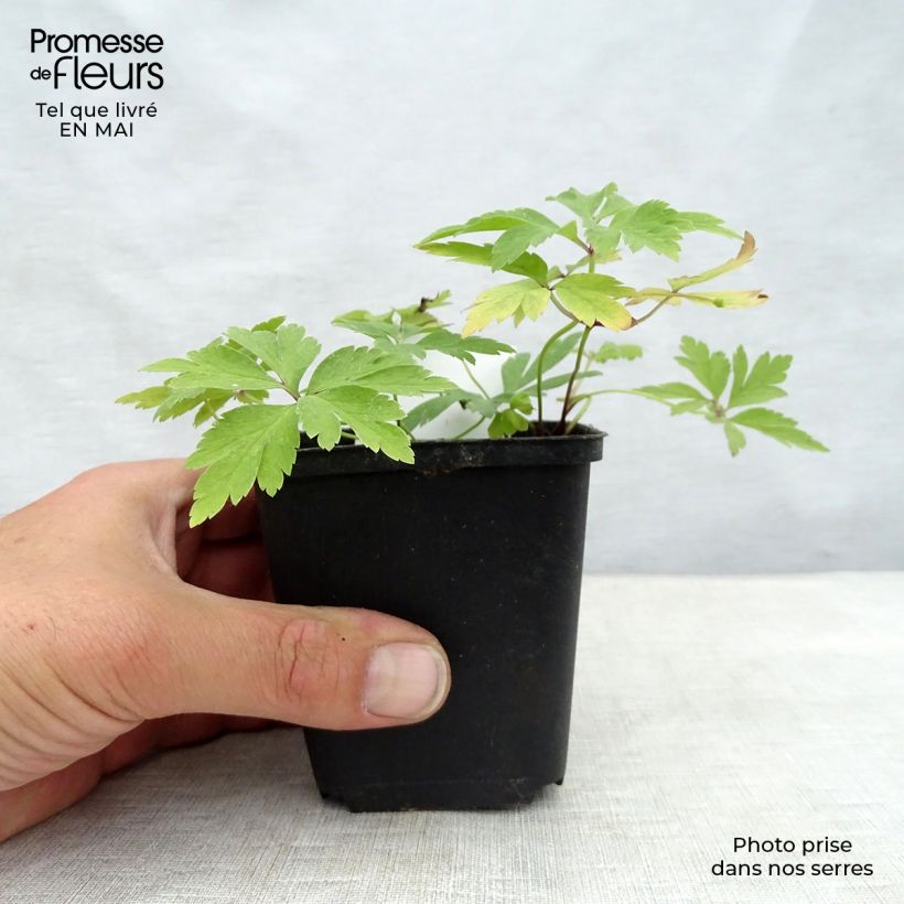 Example of Anemone nemorosa Vasetto da 8/9 cm as you get in printemps