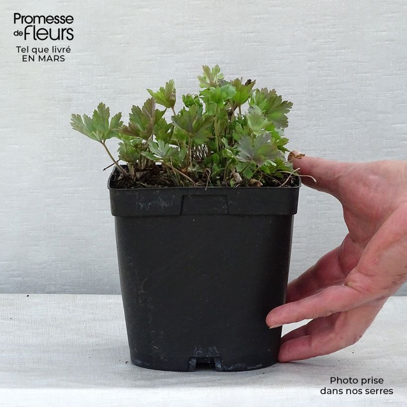 Example of Anemone sylvestris - Anemone silvestre Vaso da 2L/3L as you get in printemps