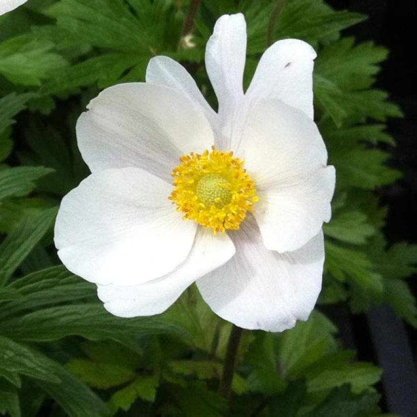 Anemone sylvestris - Anemone silvestre (Flowering)