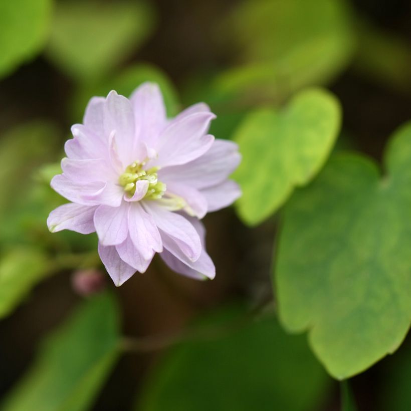Anemonella thalictroides (Fioritura)