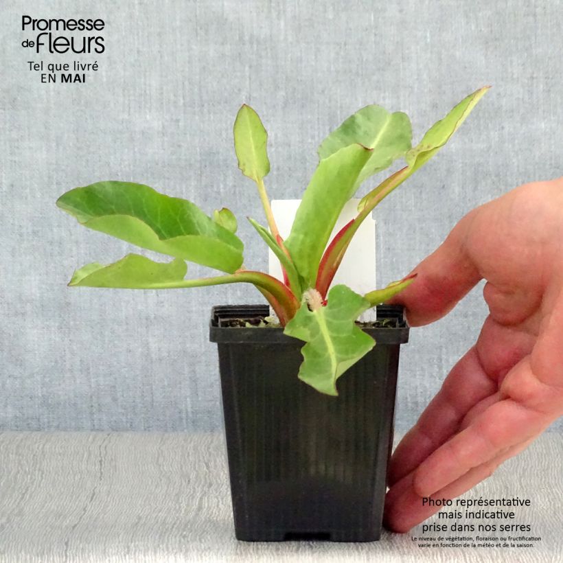 Anemopsis californica Vasetto da 8/9 cm esemplare consegnato in primavera