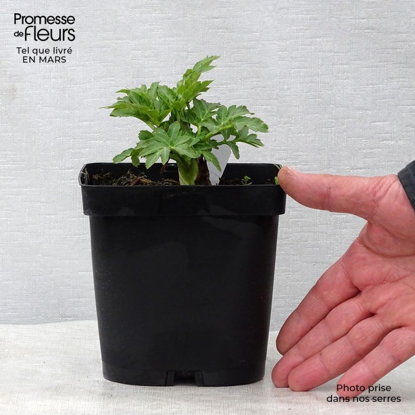 Angelica gigas Vaso da 2L/3L esemplare consegnato in primavera