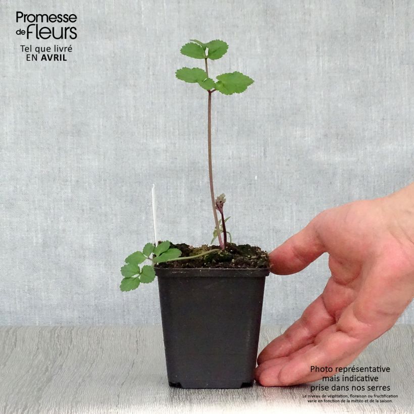 Angelica sylvestris Vicar's Mead - Angelica selvatica Vasetto da 8/9 cm esemplare consegnato in primavera