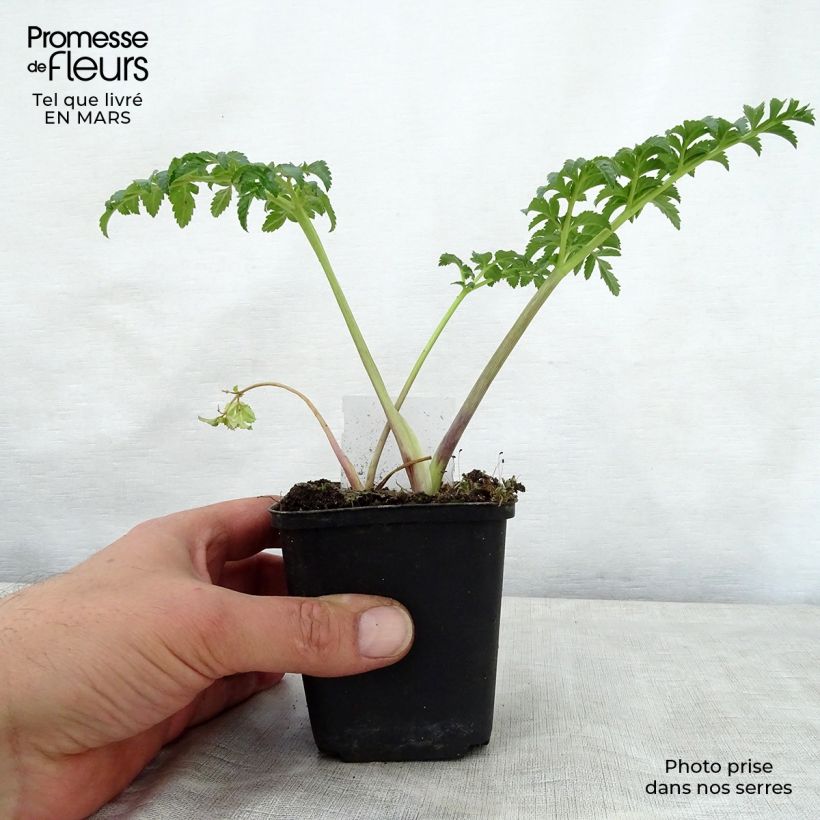Example of Angelica pachycarpa Vasetto da 8/9 cm as you get in printemps