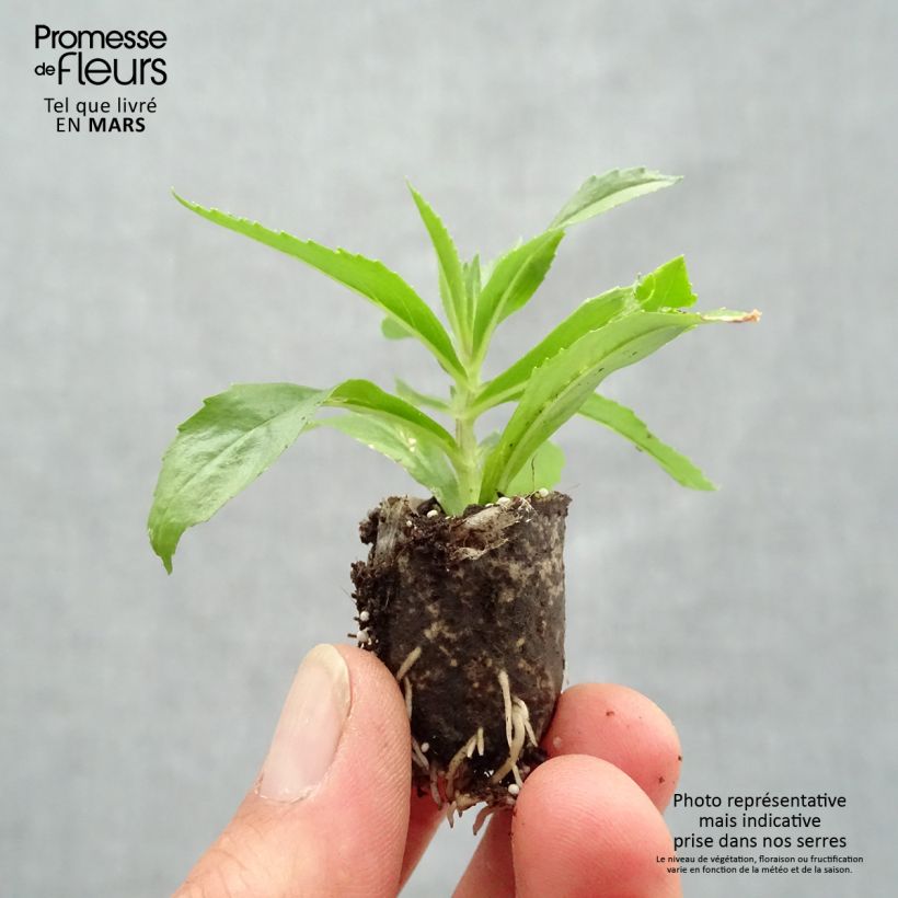 Angelonia angustifolia Angelface Blue Mini zolla Ø 1,5/2,5 cm esemplare consegnato in primavera