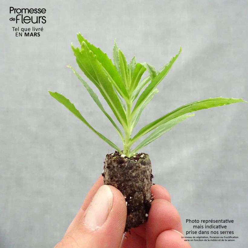 Angelonia angustifolia Angelface Carrara Mini zolla Ø 1,5/2,5 cm esemplare consegnato in primavera