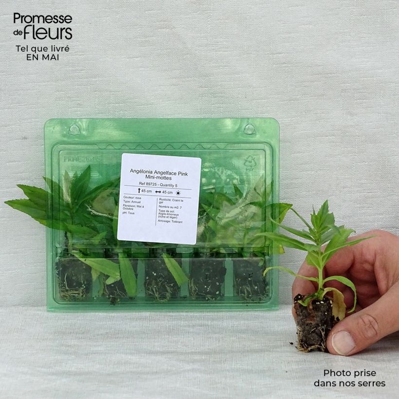 Example of Angelonia angustifolia Angelface Pink Mini zolla Ø 1,5/2,5 cm as you get in printemps
